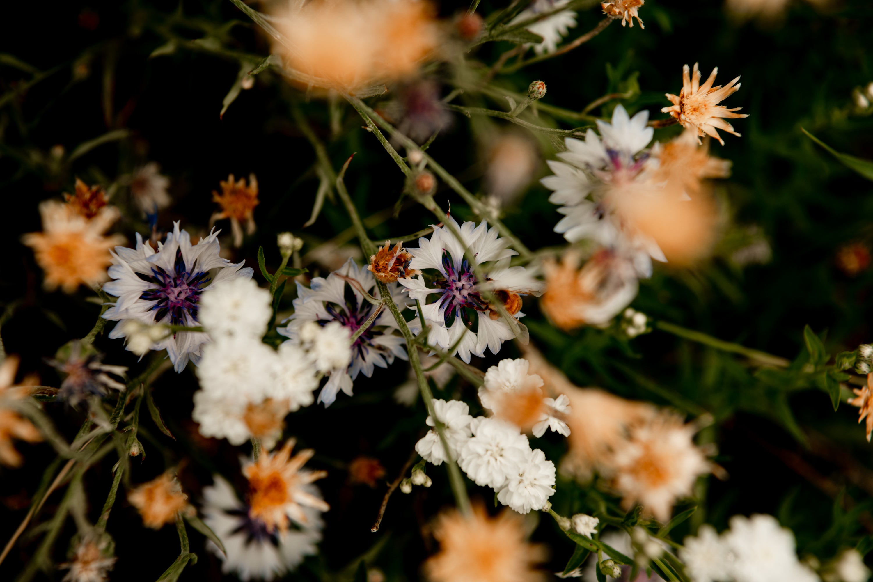 Lovely Lavender Body Lotion – Wild Carrot Herbals