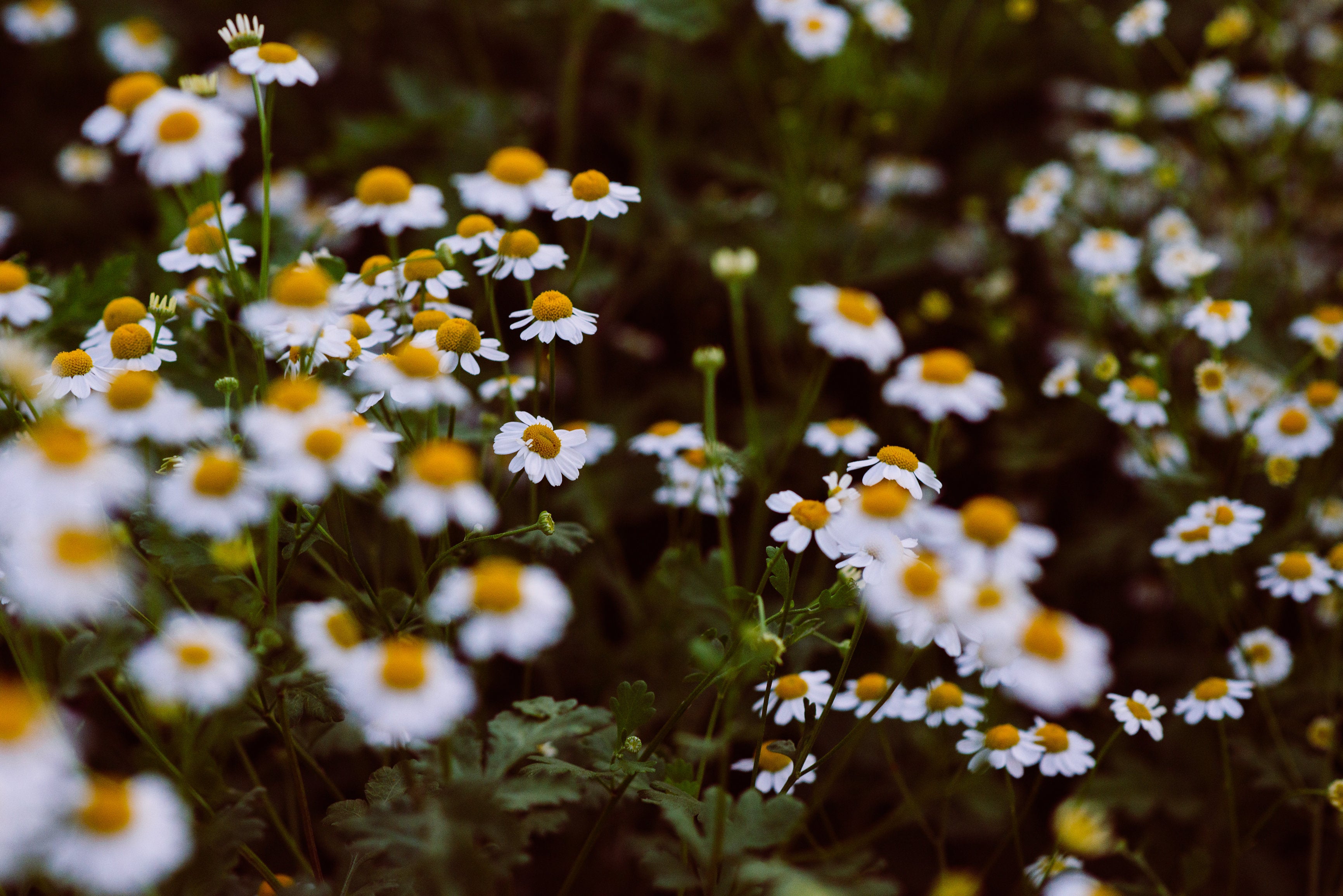 Amrita's Organic Oregano Essential Oil – Wild Carrot Herbals